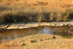 Caversham Mill - Lions Rivers - Transport Road drift (2)