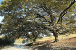 Caversham - Post Road Oaks (1)