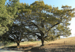 Caversham - Post Road Oaks (3)