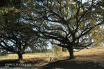 Caversham - Post Road Oaks (4)