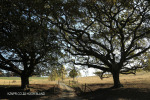 Caversham - Post Road Oaks (5)