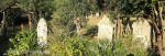 Caversham Press grave views (4)