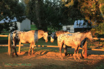 Cranford Country Lodge Appaloosa (10)
