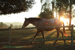 Cranford Country Lodge Appaloosa (15)