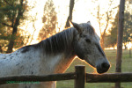 Cranford Country Lodge Appaloosa (5)