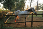 Cranford Country Lodge Appaloosa (6)