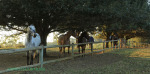 Cranford Country Lodge Appaloosa
