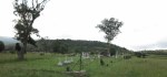 Ladysmith - Intombi Camp Cemetery - Grave - views from west end (2)