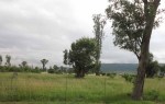 Ladysmith - Intombi Camp Cemetery - Graves - part of larger cemetery area cleared