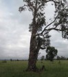 Ladysmith - Intombi Camp Cemetery - Graveyard now cleared to Intombi site  (1)