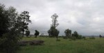 Ladysmith - Intombi Camp Cemetery - original part of cemetery -  (1)