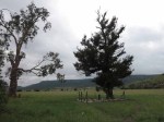 Ladysmith - Intombi Camp Cemetery - original part of cemetery -  (2)