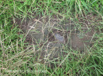 Ladysmith Garden of Remembrance Grave hidden