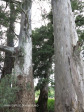 Ladysmith Garden of Remembrance Grave  old gum trees (1)