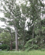 Ladysmith Garden of Remembrance Grave  old gum trees (2)