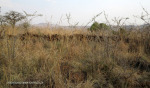 Platrand Wagon Hill - ILH fort (1)