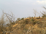 Platrand Wagon Hill - ILH fort (2)