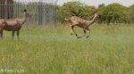 ladysmith-caesars-camp-telecom-towers-and-kudu-2