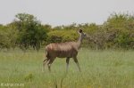 ladysmith-caesars-camp-telecom-towers-and-kudu-4