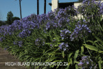 Lions River - St Ives gardens