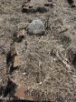 oneils-cottage-family-graves-hcj-oneil-s27-30-01-e-29-51-25-36
