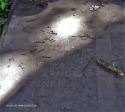 Mariannhill-Cemetery-Grave-Reiner-1990