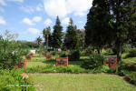 Mariannhill-Cemetery-Grave-Sisters.-2
