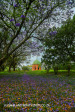 Marrianhill Monastry - Sacred Heart Chapel (3)