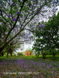 Marrianhill Monastry - Sacred Heart Chapel (9.) (2)