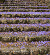 Marrianhill - steps to the Grotto (8)