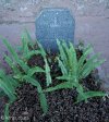 mariannhill-monastery-cemetary-boer-war-british-soldiers-graves-pte-j-cassidy-nortumberland-engineers