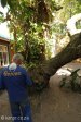 marrianhill-monastery-cork-tree-5