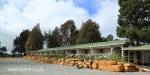 Midmar Fern Hill Hotel accomodation cottages (7)
