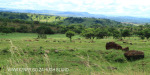 Ladysmith - Boer Depression - Post - 28.34.12 S 29.45.13 E -