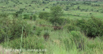 Ladysmith - Kings Regiment views from summit (5)