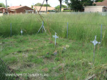 Ladysmith -Van Riebeck Street - Grave                 - 28.33.47 S 29.45.36 E -  (12)