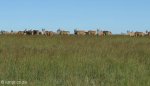 vryheid-hill-nature-reserve-eland-s-27-45-14-e-30-47-38