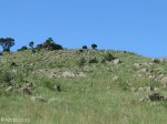 vryheid-hill-nature-reserve-north-gun-site-signal-hill-s-27-44-32-e-30-47-33-elev-1464m-6