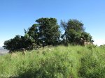 vryheid-hill-nature-reserve-south-gun-site-s-27-44-50-e-30-47-48-3