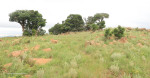 vryheid-hill-south-gun-point-2