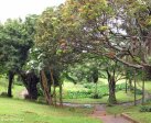 Umbilo - Congella Park - Umbilo Road - S 29.52.675 E 30.59 (3)