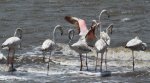False Bay - Flamingos (5)