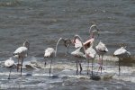 False Bay - Flamingos (6)