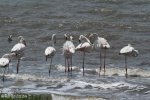 False Bay - Flamingos (7)