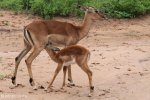 Mkuze Impala (1)