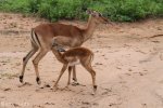 Mkuze Impala (25)