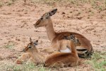 Mkuze Impala (9)