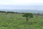 Mkuze - Lebombo viewing deck (4)