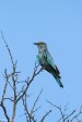 Mkuze - Lilac breasted roller