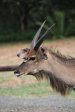 Mkuze Nyala (2)